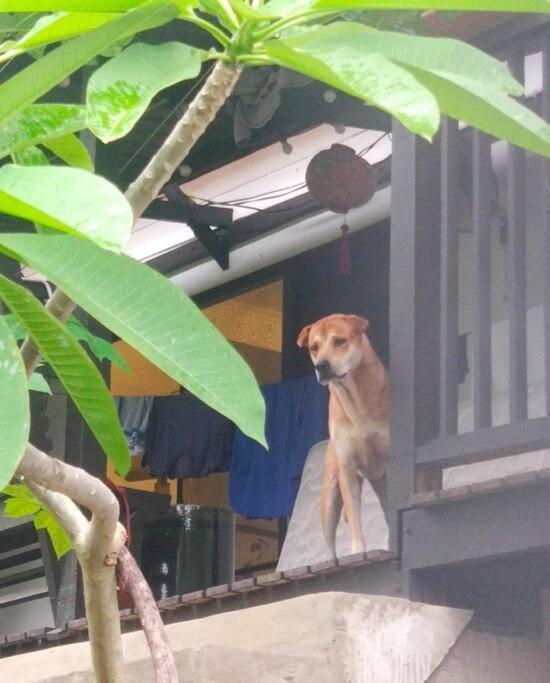 Kk Jungle Hideaway Lovely Apartment 5 Mins Walk To Town Kota Kinabalu Eksteriør billede